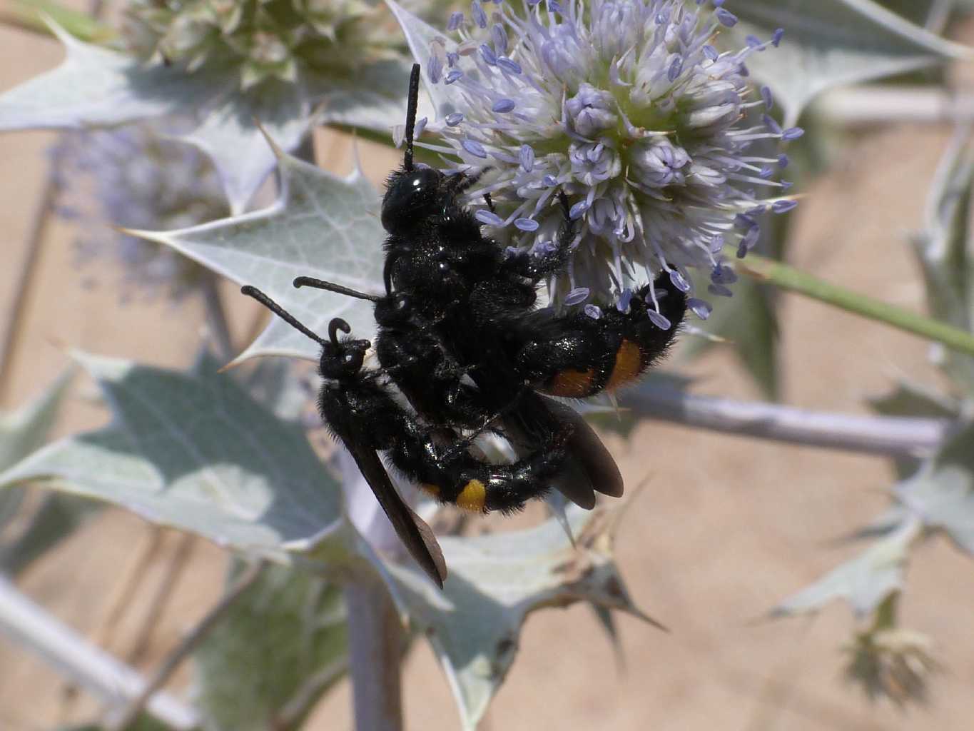 Scolia hirta: maschi imbranati